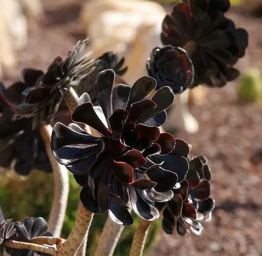 Lägenhetshotell Mizar